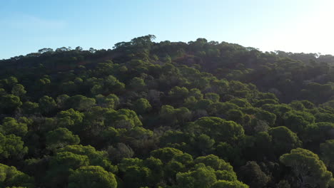 Mediterranean-forest-on-Porquerolles-island-aerial-flight-over-pine-trees-sunny